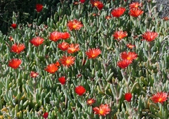 Malephora crocea