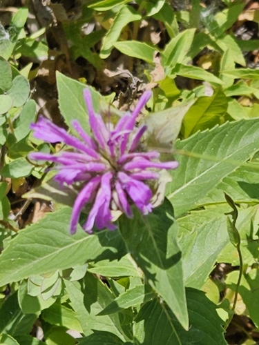 iNaturalist observation 2025-06-16