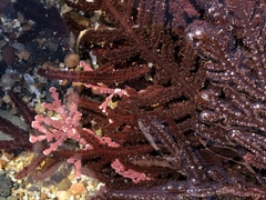 Neoptilota densa