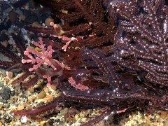 Neoptilota densa