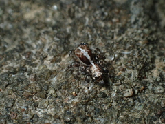 Plexippina