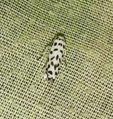 Ethmia hiramella