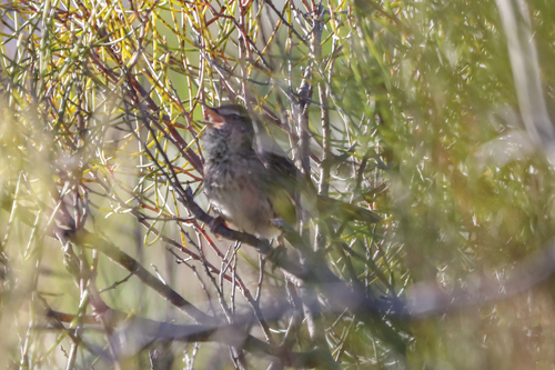 Chestnut-rumped Heathwren (Hylacola pyrrhopygia), photo 4