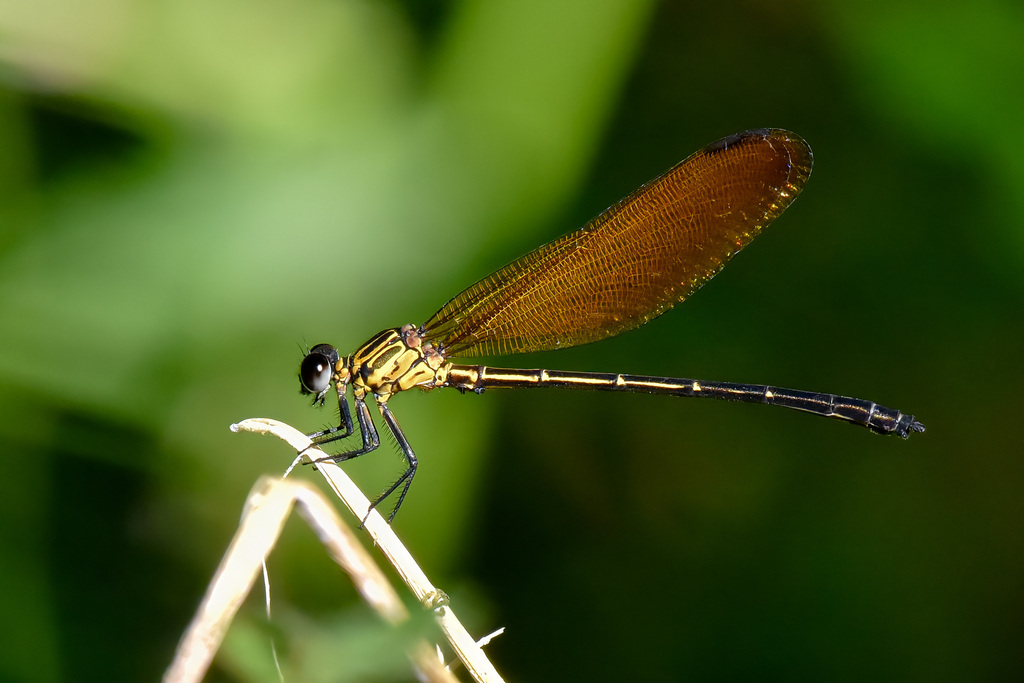 Euphaea lara (Euphaea lara)