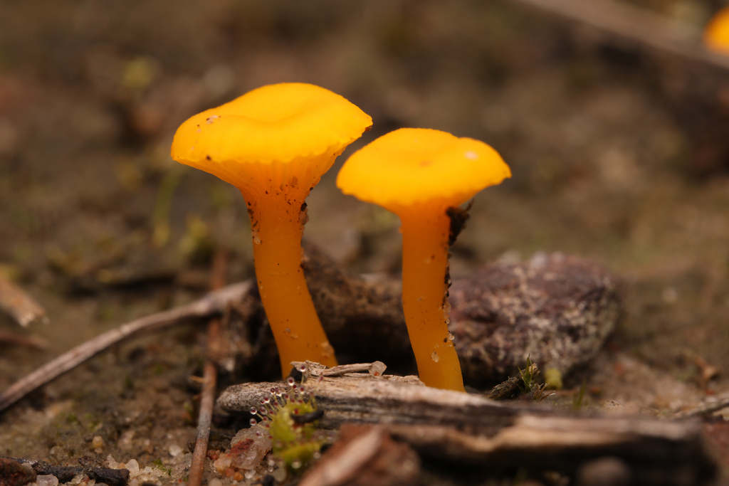 Lichenomphalia chromacea · June 2025 · photo: © bioshots_jm (iNaturalist, CC)