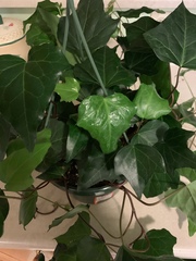 Hedera algeriensis