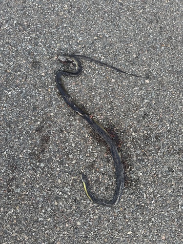 Common Tree Snake sighting