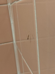 Berytidae