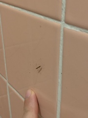 Berytidae