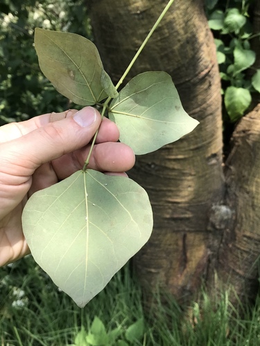 Erythrina americana