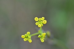 Donnellsmithia juncea juncea