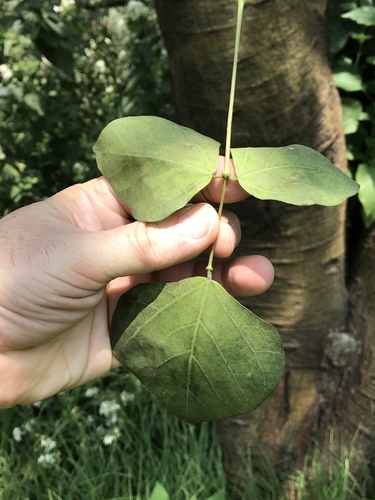 Erythrina americana
