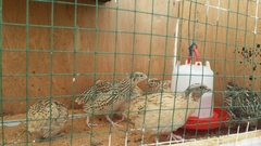 Coturnix