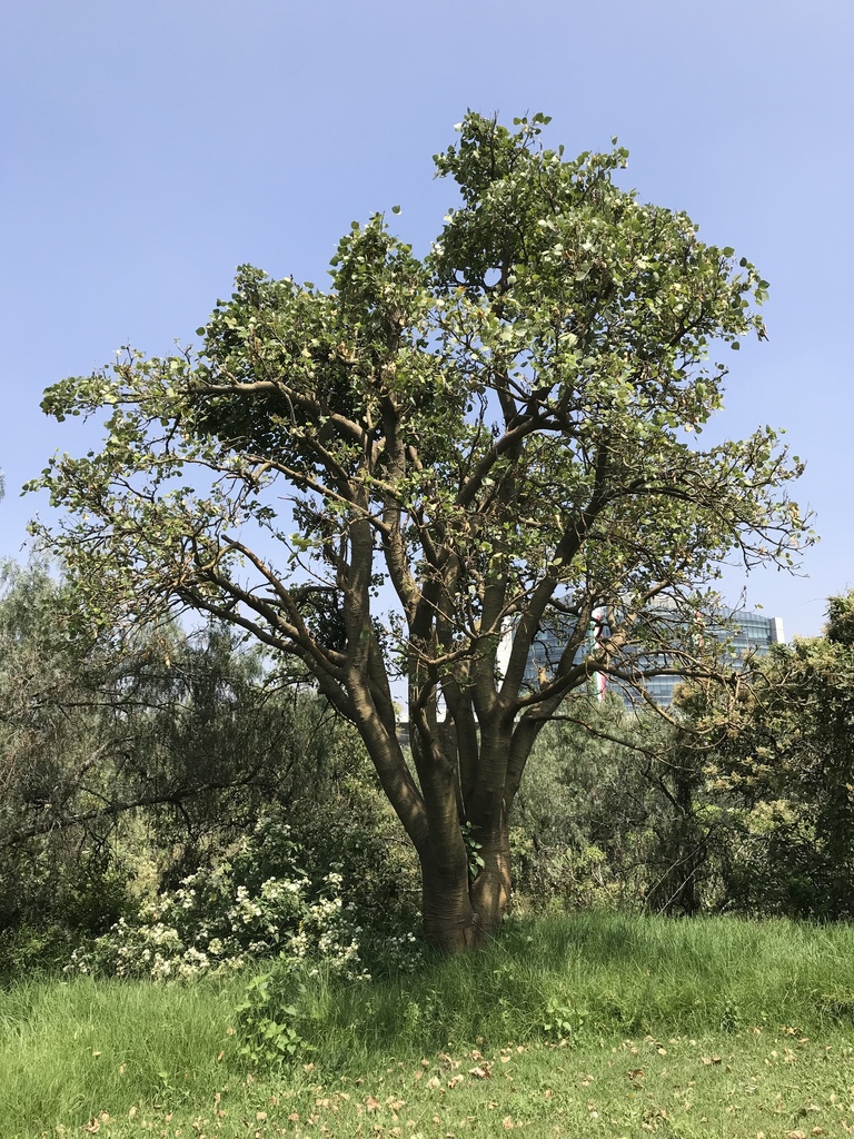 Erythrina americana, Cuicuilco Pyramid, Mexico City, CDMX, MX