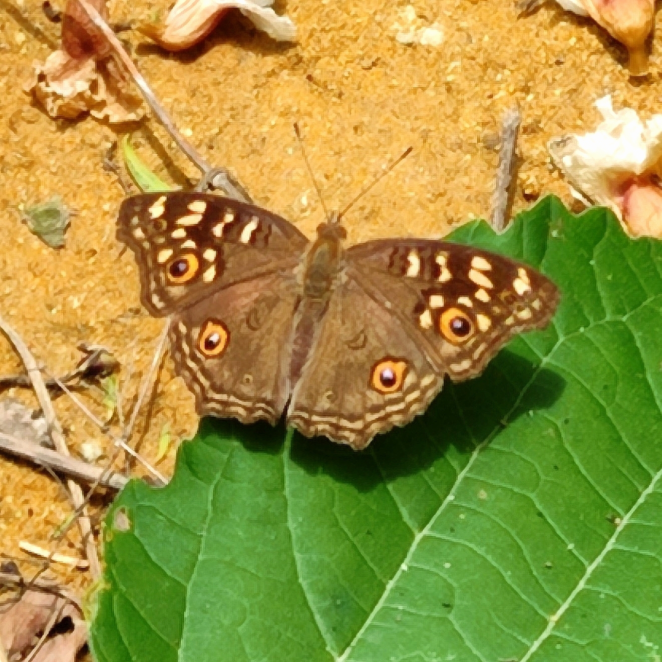 Lemon Pansy