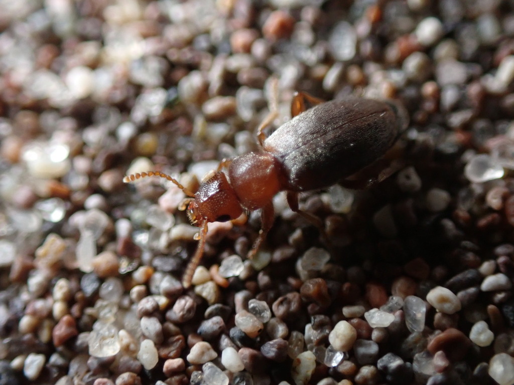 Amblyderus werneri