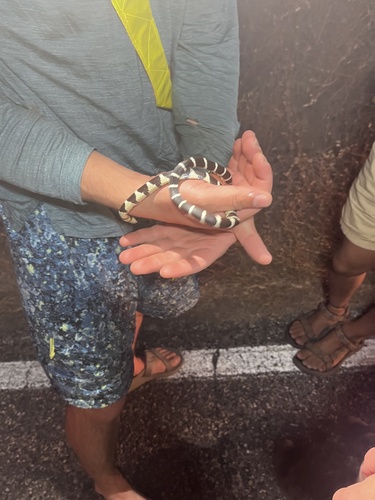 iNaturalist observation photo of California King Snake