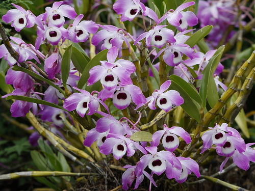 Dendrobium nobile