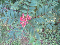 Sorbus matsumurana