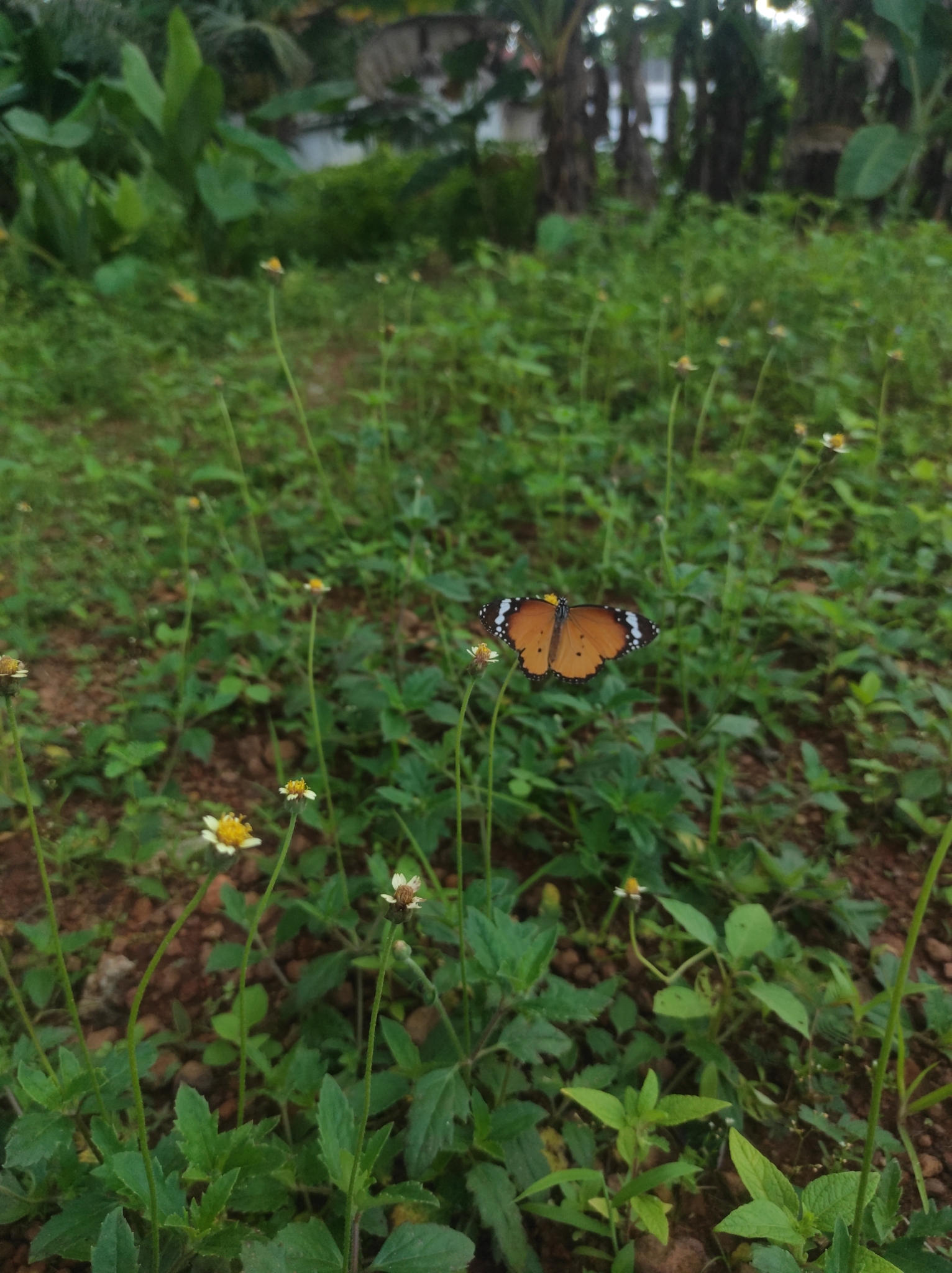Plain Tiger