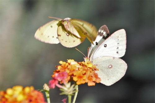Clouded Sulphur, Randalls Island, New York, NY, USA, photo 10 of 10