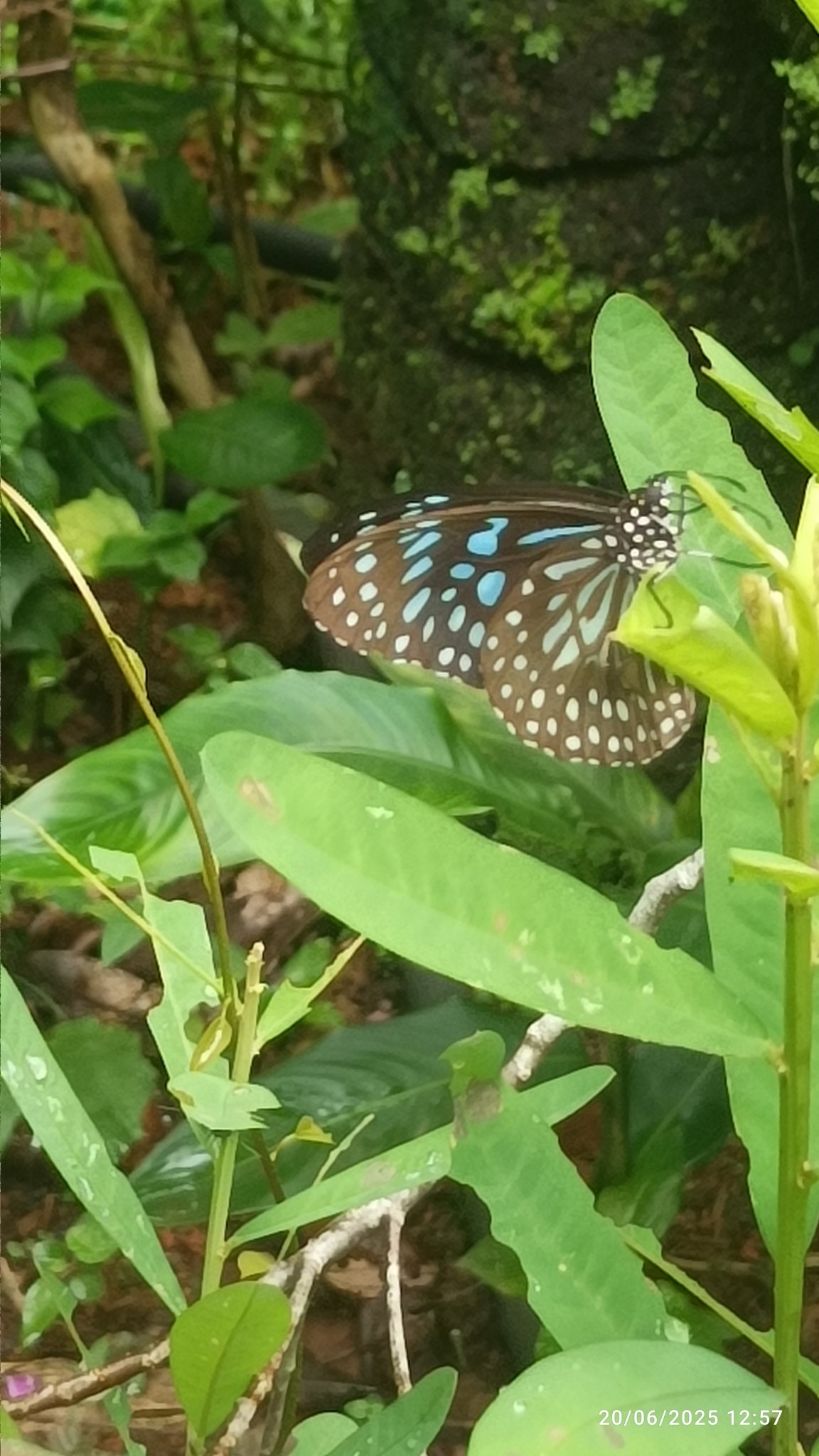 Dark Blue Tiger