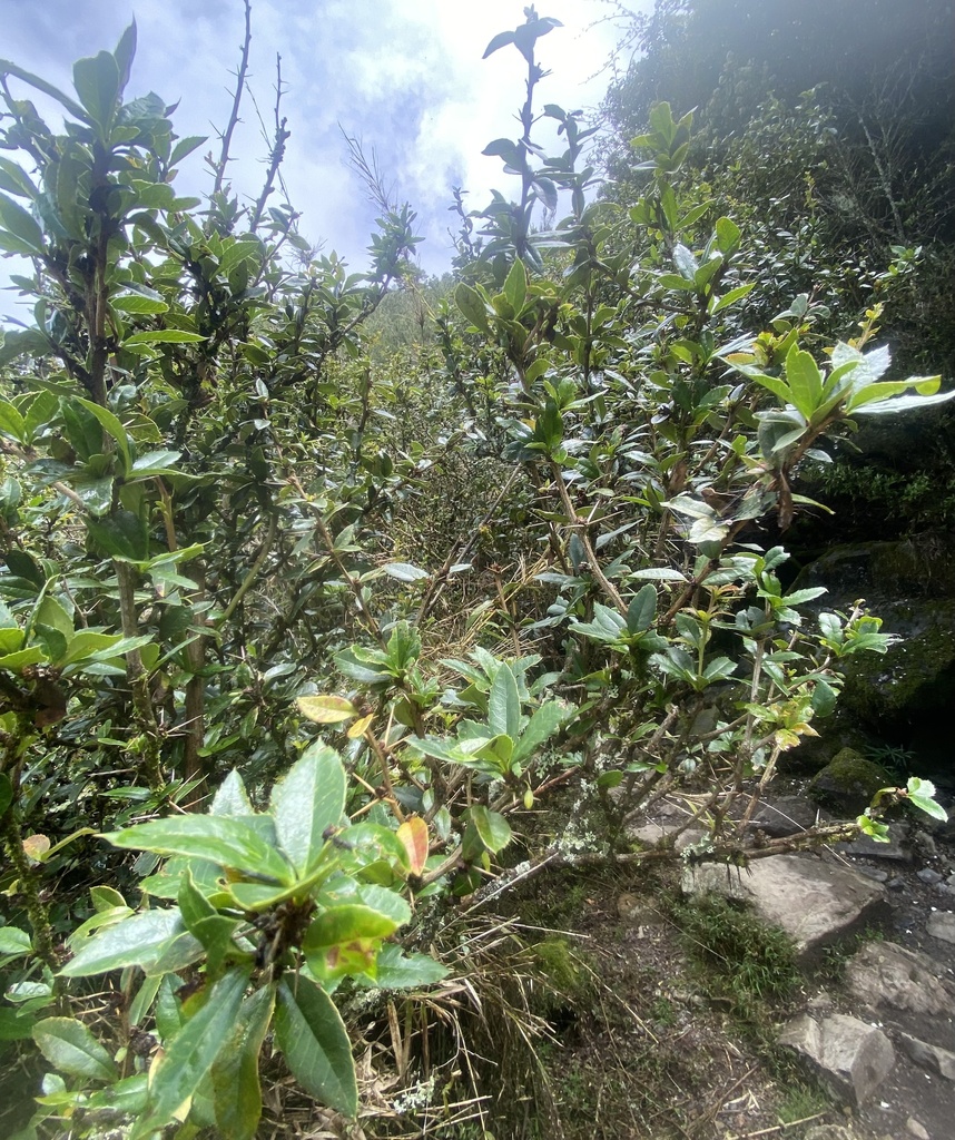 Berberis kawakamii