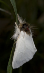 Trichiocercus mesomelas