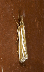 Hednota relatalis
