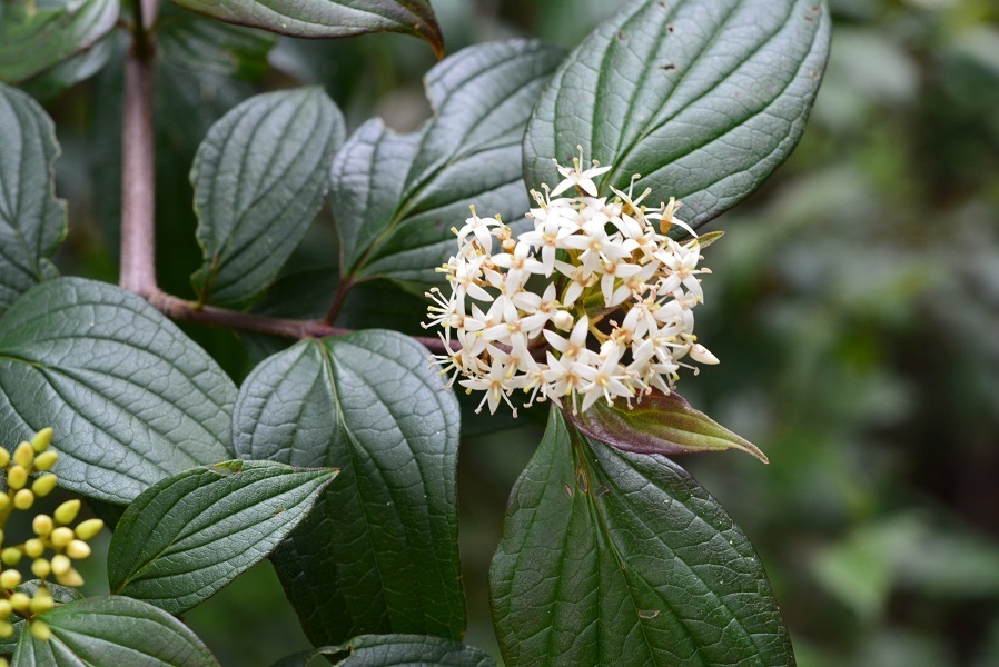 Cornus excelsa