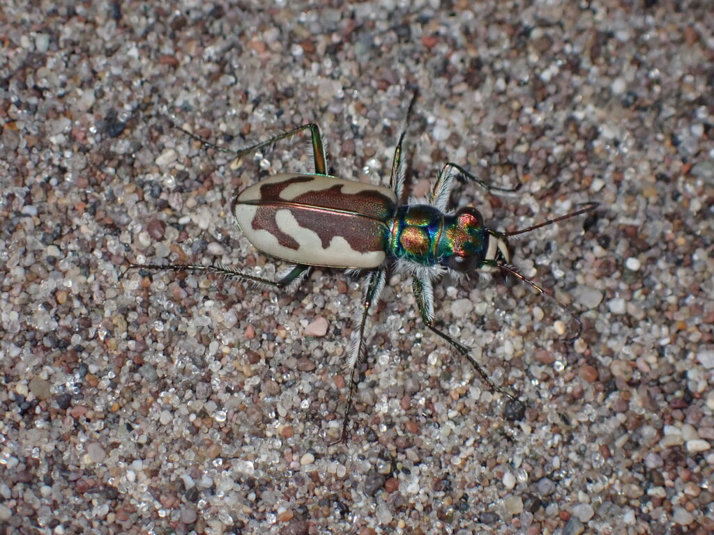 Colorado Dune Tiger Beetle