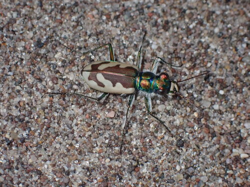 Cicindela theatina