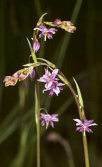 Arthropodium minus