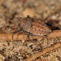 Orgerius