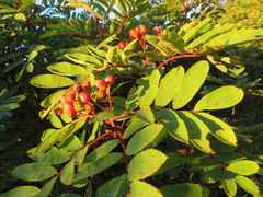 Sorbus matsumurana