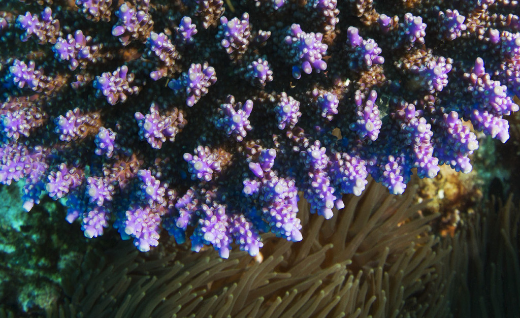 purple tipped acropora