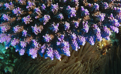 Acropora secale