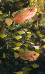 Priacanthidae