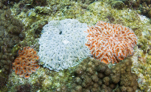 Micromussa lordhowensis (Veron & Pichon, 1982)