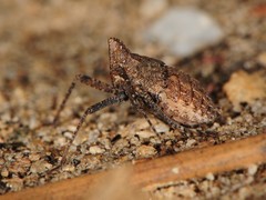 Orgerius