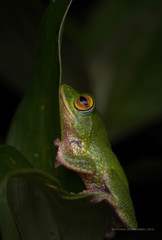 Pseudophilautus ocularis