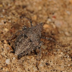 Orgerius