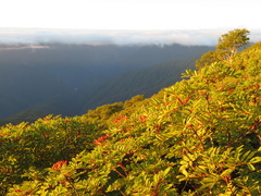 Sorbus matsumurana