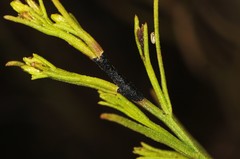 Asteromyia gutierreziae