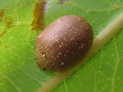 Paropsis lutea
