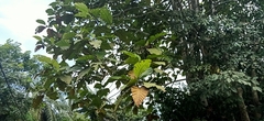 Artocarpus