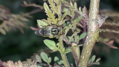 Hedriodiscus pulcher