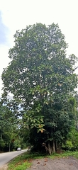 Artocarpus
