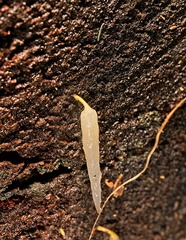 Mucronella pendula