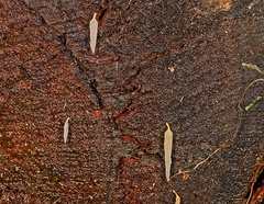 Mucronella pendula